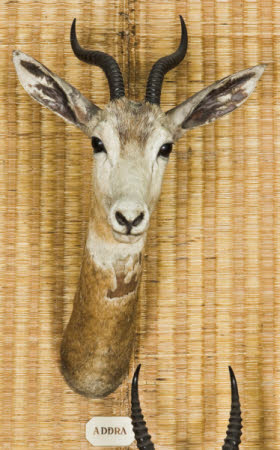 Dama gazelle head