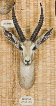Dorcas gazelle head
