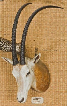 Oryx head