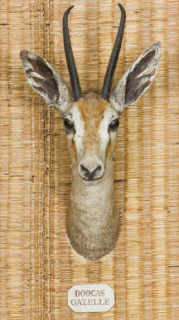 Dorcas gazelle head