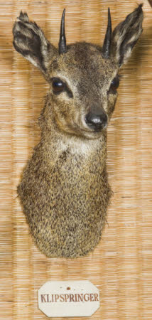 Klipspringer head