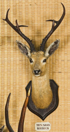 Siberian roe deer head