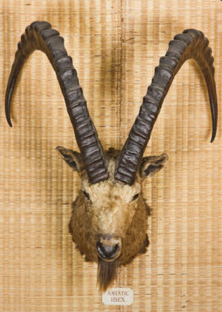 Siberian ibex head