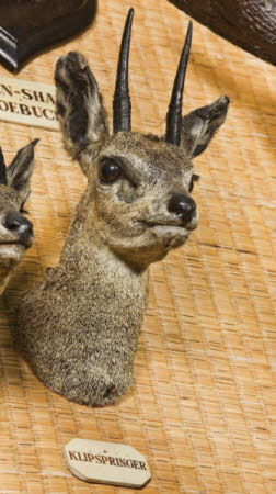 Klipspringer head