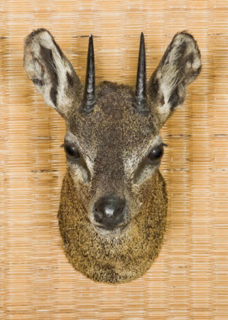 Klipspringer head