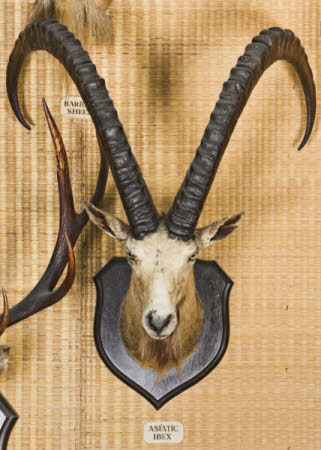 Siberian ibex head