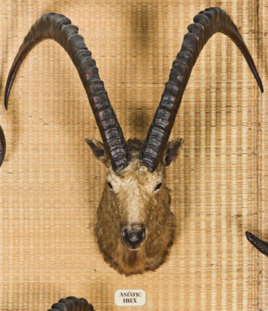 Siberian ibex head