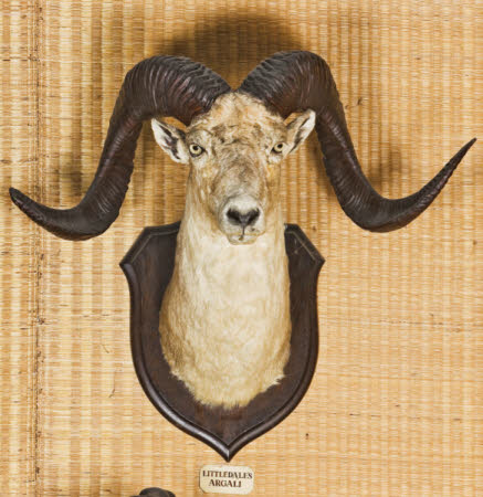 Littledale argali head