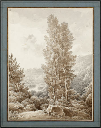 Study of Trees on Banks of Lake Nemi