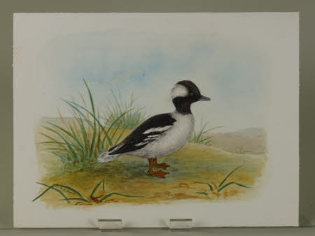 Bufflehead Duck
