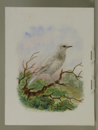 Song Thrush