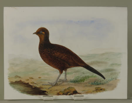 Unidentified Red-Brown Bird