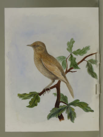 Unidentified Thrush