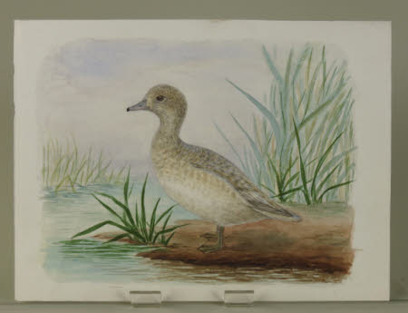 Unidentified Grey Duck