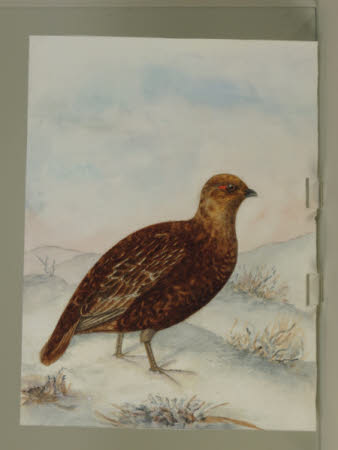 Unidentified Partridge
