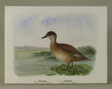 Unidentified Brown Duck