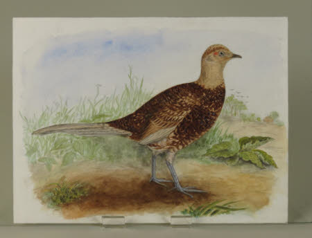 Hybrid Pheasant