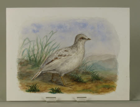 Unidentified White Bird