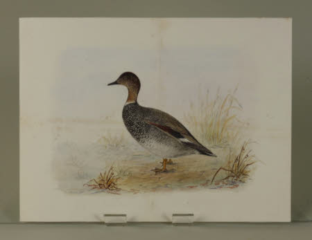 Gadwall X Pintail Hybrid