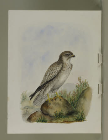 Common Buzzard