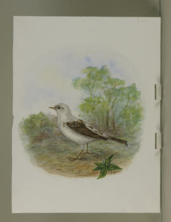 Unidentified White Bird