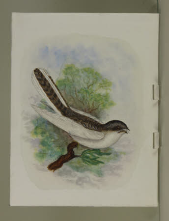 Unidentified White Bird