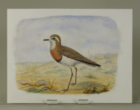 Unidentified Wading Bird