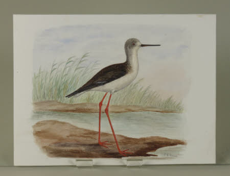 Red-legged Stilt