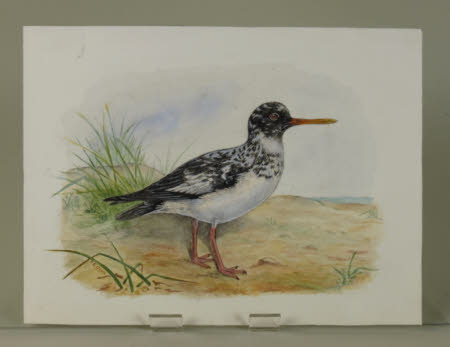 Leucistic Oystercatcher