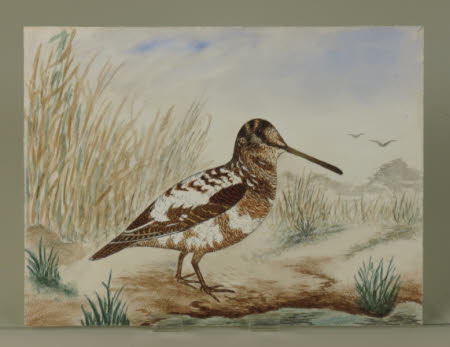 Unidentified Brown and White Bird with Long Dark Beak