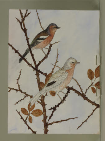 Two unidentified Finches