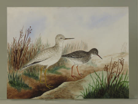 A pair of birds with long legs and long beaks