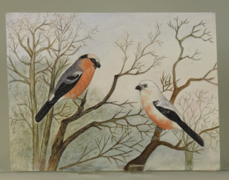Possibly Leucistic Bullfinches