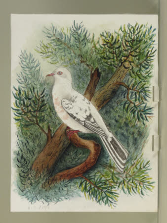 White Pigeon or Dove