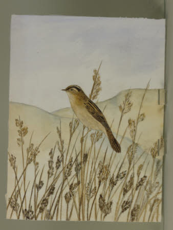 Aquatic Warbler