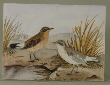 Unidentified pair of birds