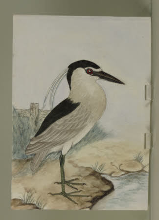 Possibly a Black-Crowned Night Heron