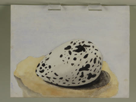 Unidentified White and Black Speckled Egg