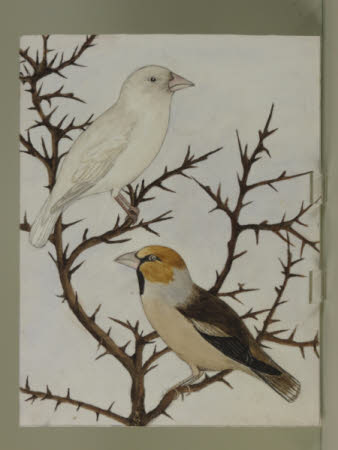 Unidentified Pair of Finches