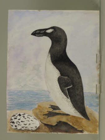 Great Auk