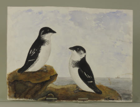 Possibly Little Auks