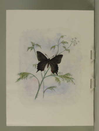 Black Butterfly