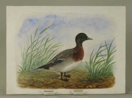 Mallard X Widgeon Hybrid