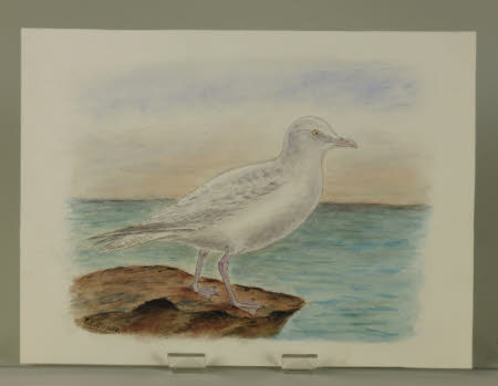 Great Black-Backed Gull