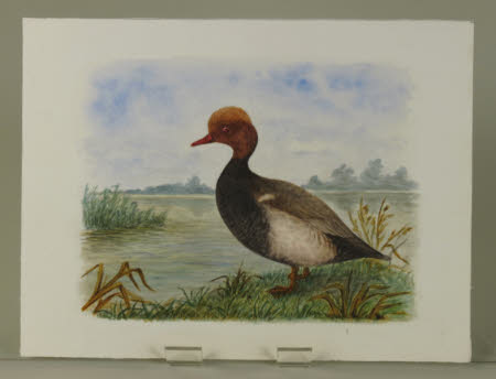 Red Headed Duck
