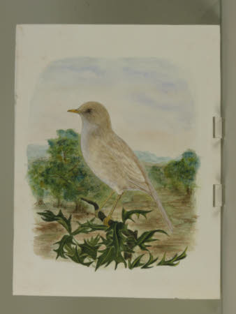 Blackbird Leucitious (White) Specimen