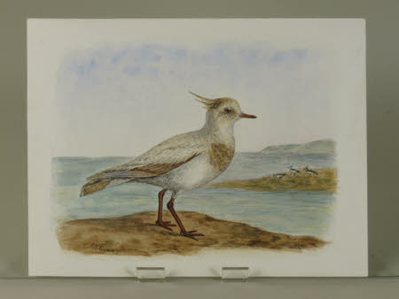 Possibly a Leucitious (white/pale) Lapwing