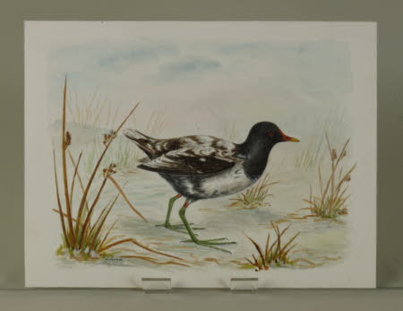 Possibly a Leucitious (pale) Moorhen