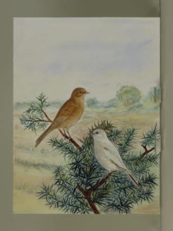 Two Grey Linnets