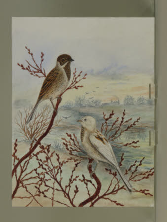 Two Reed Buntings